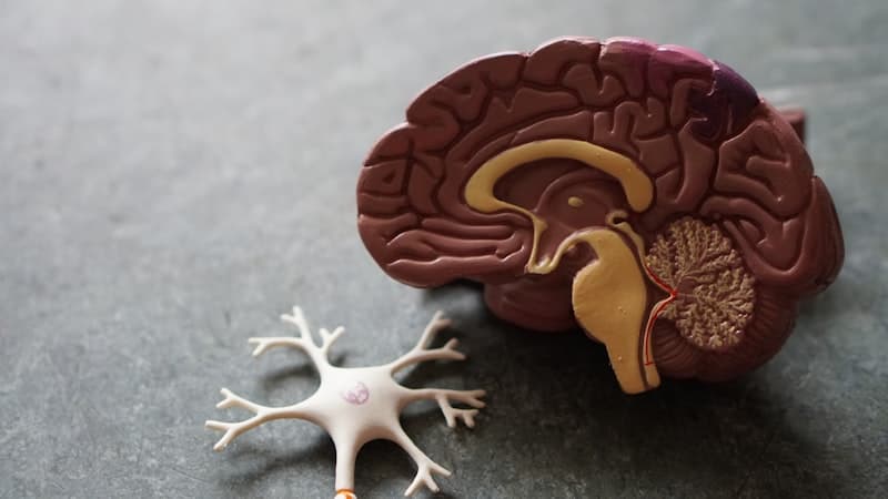 Skull Theory Accuracy: Can Baby's Skull Shape Predict Gender?